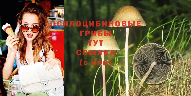 Галлюциногенные грибы Psilocybine cubensis  как найти закладки  Кимовск 